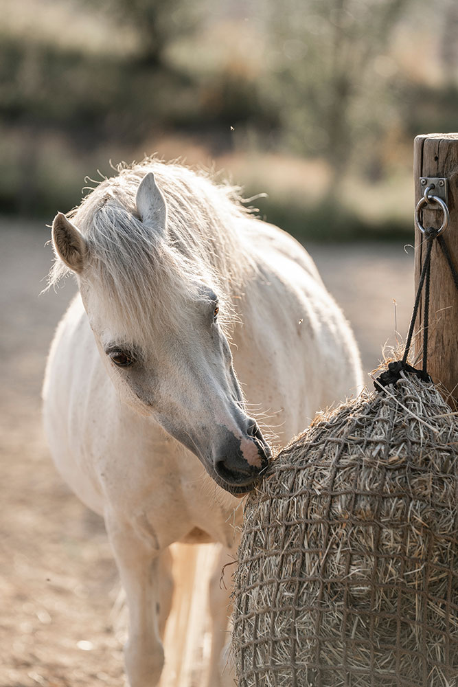 The Skinny on Sluggish Feeders for Horses – The Horse