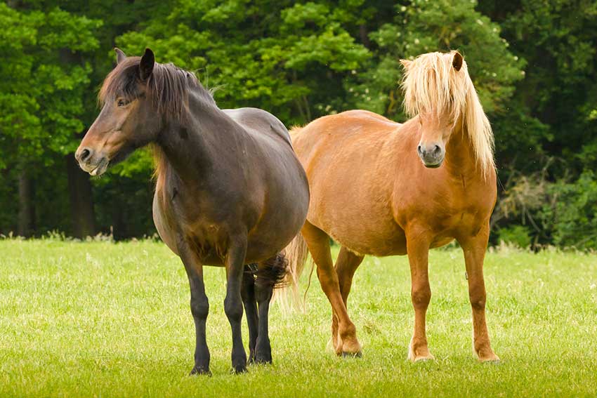 Feeding Chubby Broodmares – The Horse