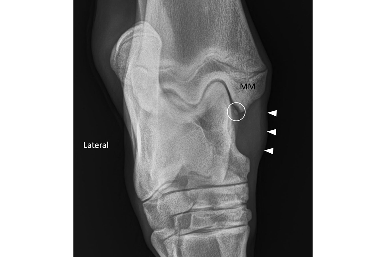 Osteochondritis Dissecans in a Warmblood Foal – The Horse