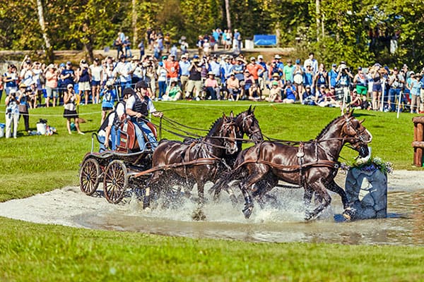 Caring for Driving Horses – The Horse