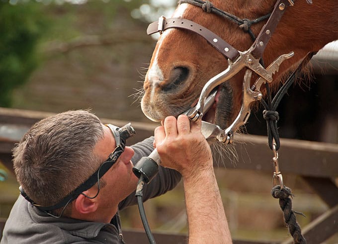 The Horse, Zoetis Convey You Equine Dental Consciousness Month – The Horse