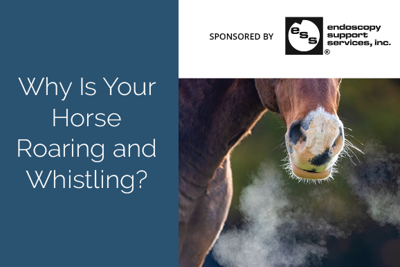 Why Is Your Horse Roaring and Whistling? – The Horse