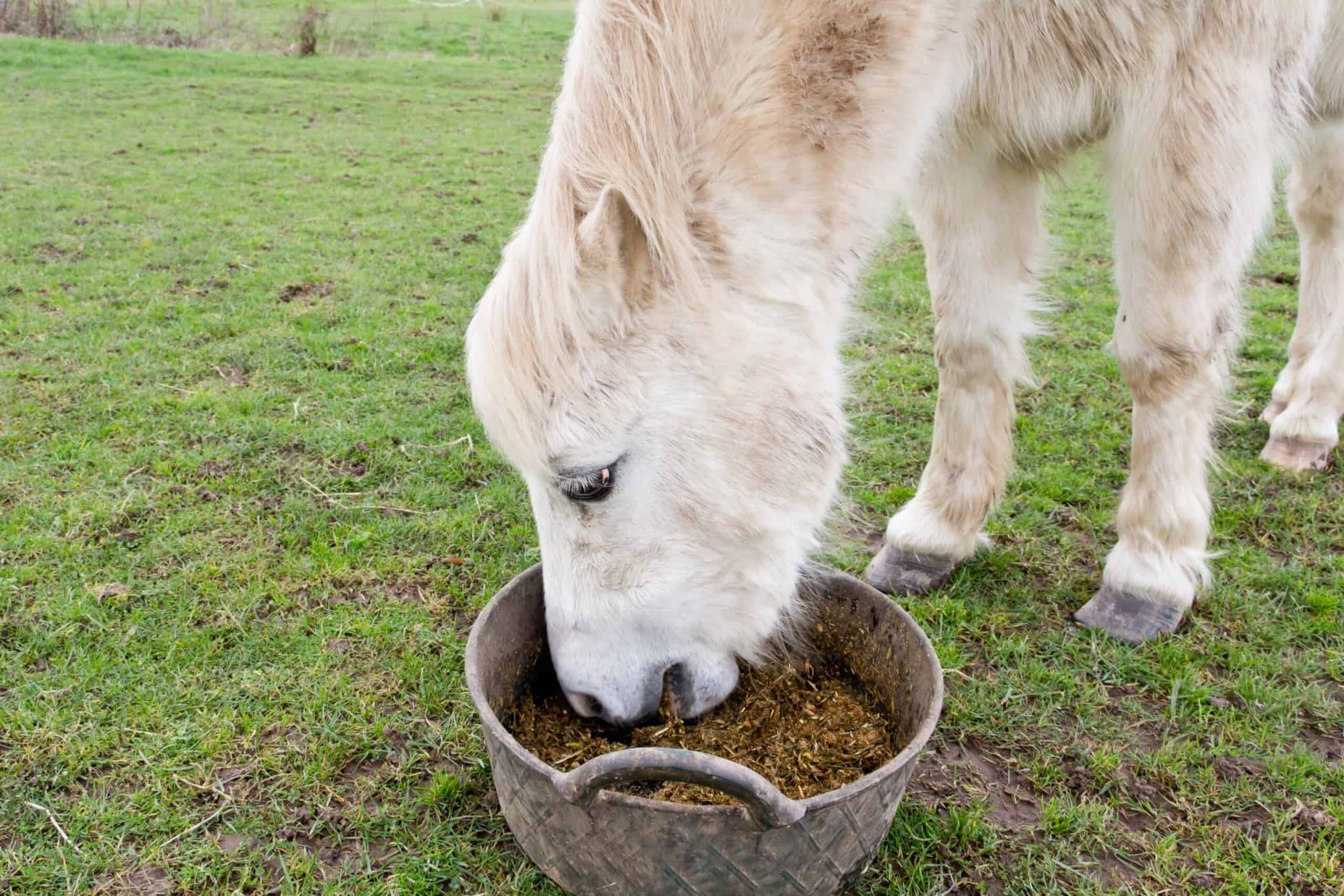 Feeding the Senior Horse With Dental Issues – The Horse