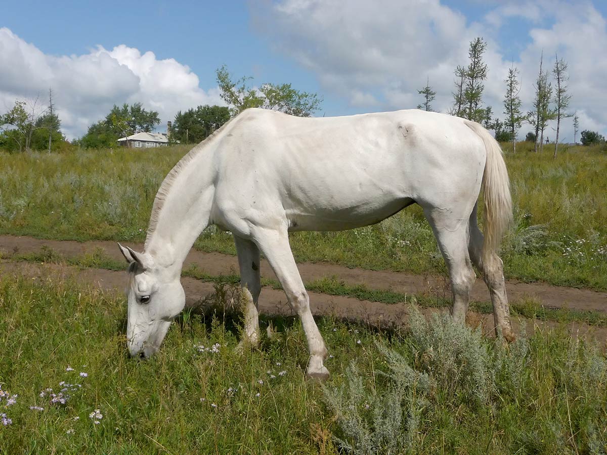 Serving to Senior Horses Achieve Weight – The Horse