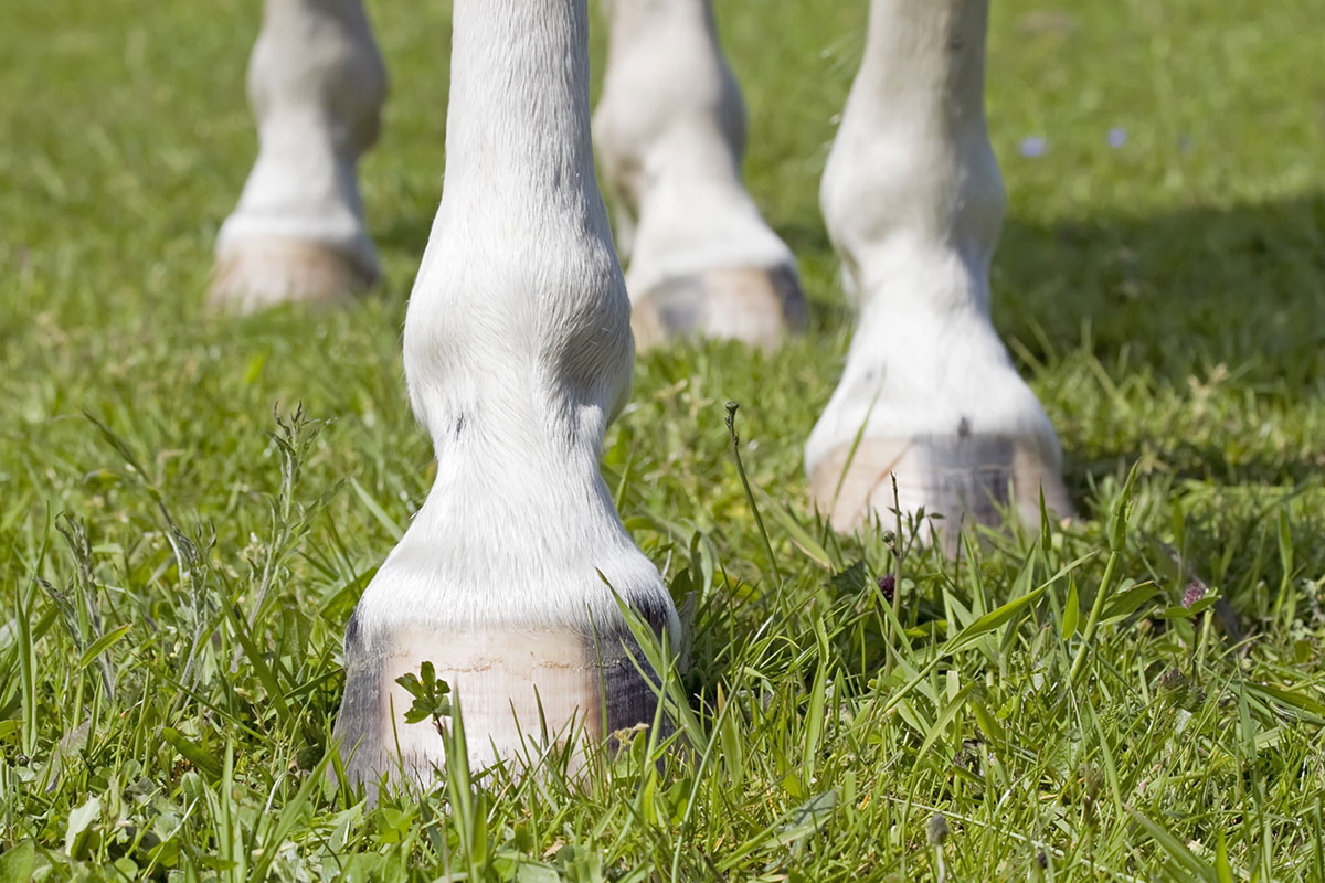 Horse Hoof Capsule Circumstances – The Horse