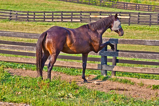 The Accident-Susceptible Horse – The Horse