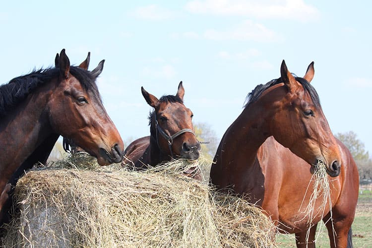 Feeding Horses With Particular Wants – The Horse