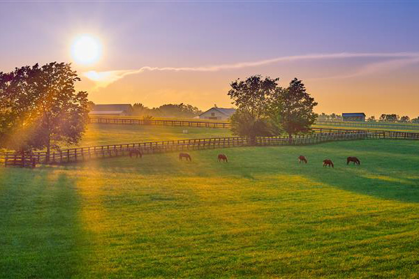 Local weather Change Impacts on Central Kentucky Horse Pastures – The Horse