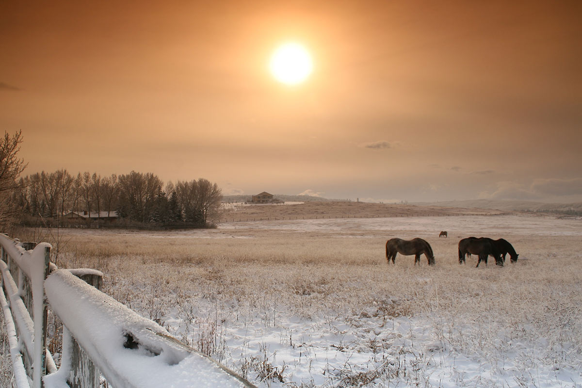 Good Methods for Winter Horsekeeping – The Horse