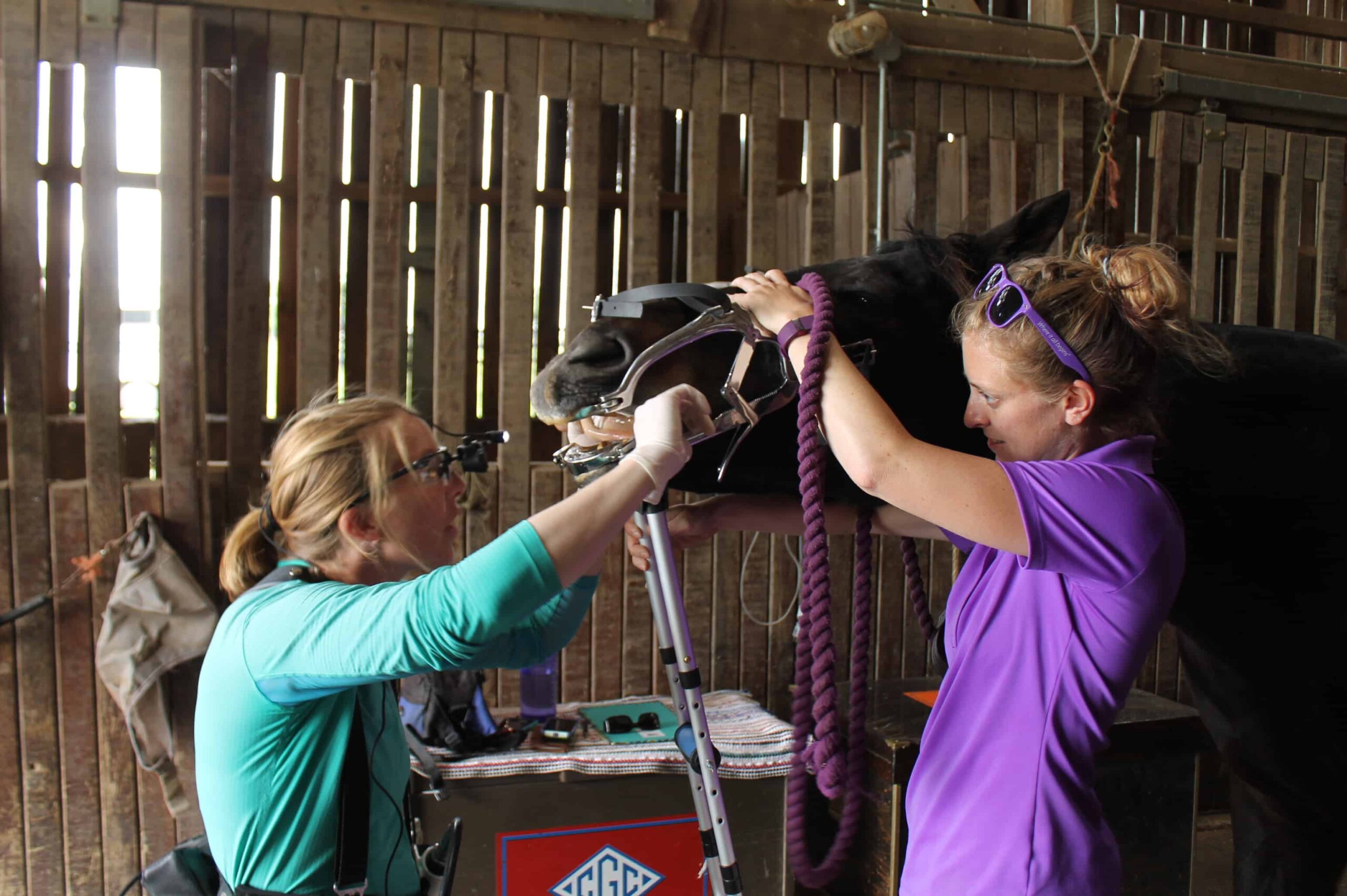 Do I Want a Dental Examination For My Horse? – The Horse