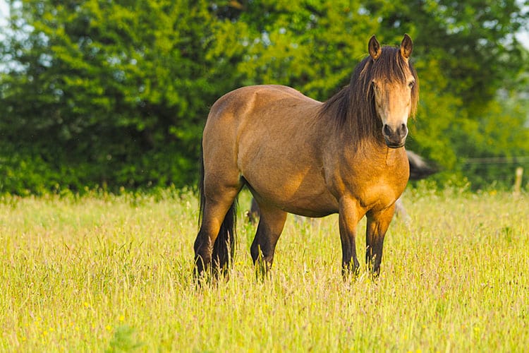 Feeding Nonworking Horses – The Horse