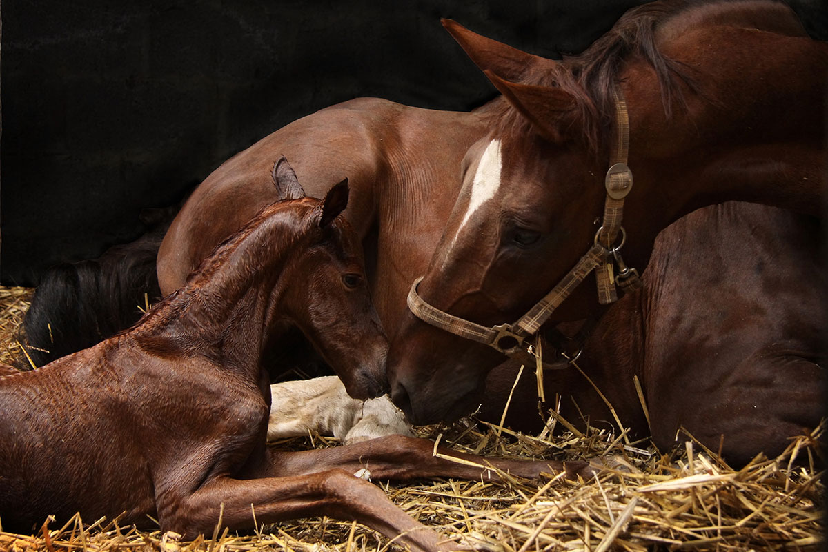 Superior Equine Reproductive Methods and Their Impacts – The Horse