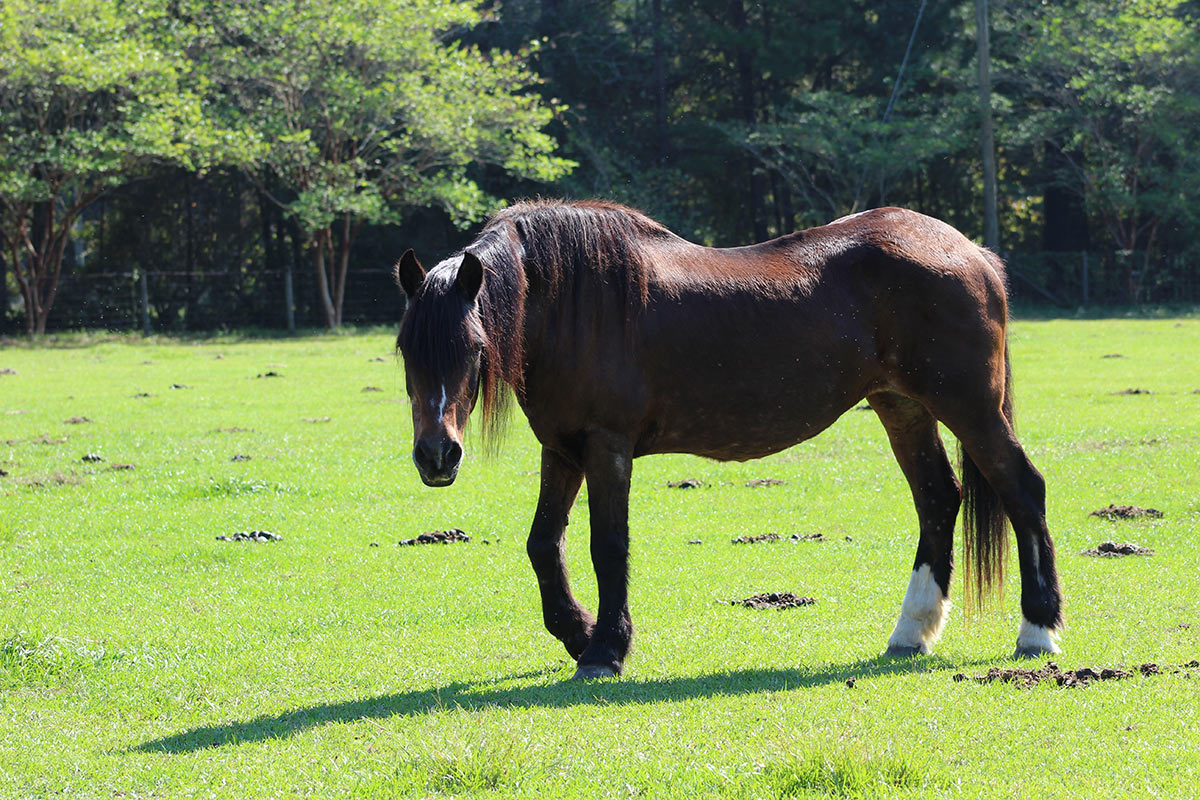 Ideas for Getting Senior Horses With Poor Appetites to Eat – The Horse