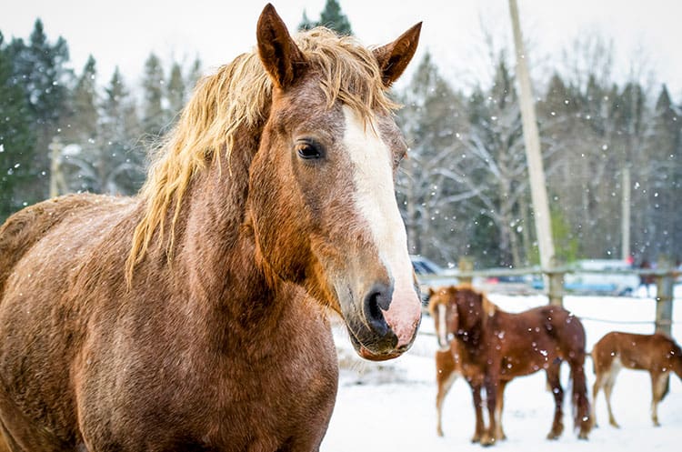 What To Feed Senior Horses With Dental and Digestive Dysfunction – The Horse