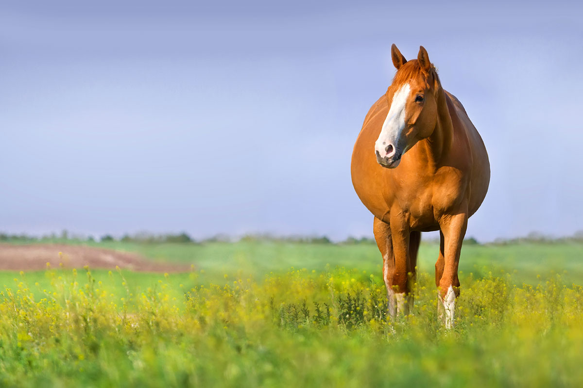 Colic in Pregnant Mares – The Horse