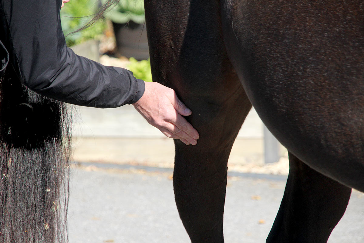 Equine Stifle Lameness Issues – The Horse