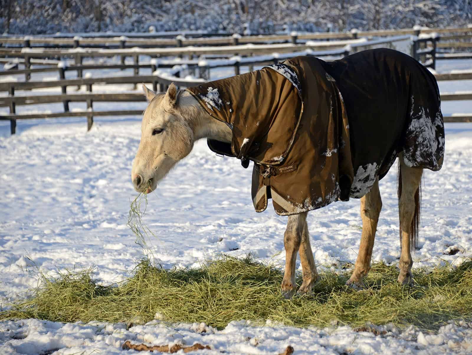 Selecting the Proper Forage for Your Horse – The Horse