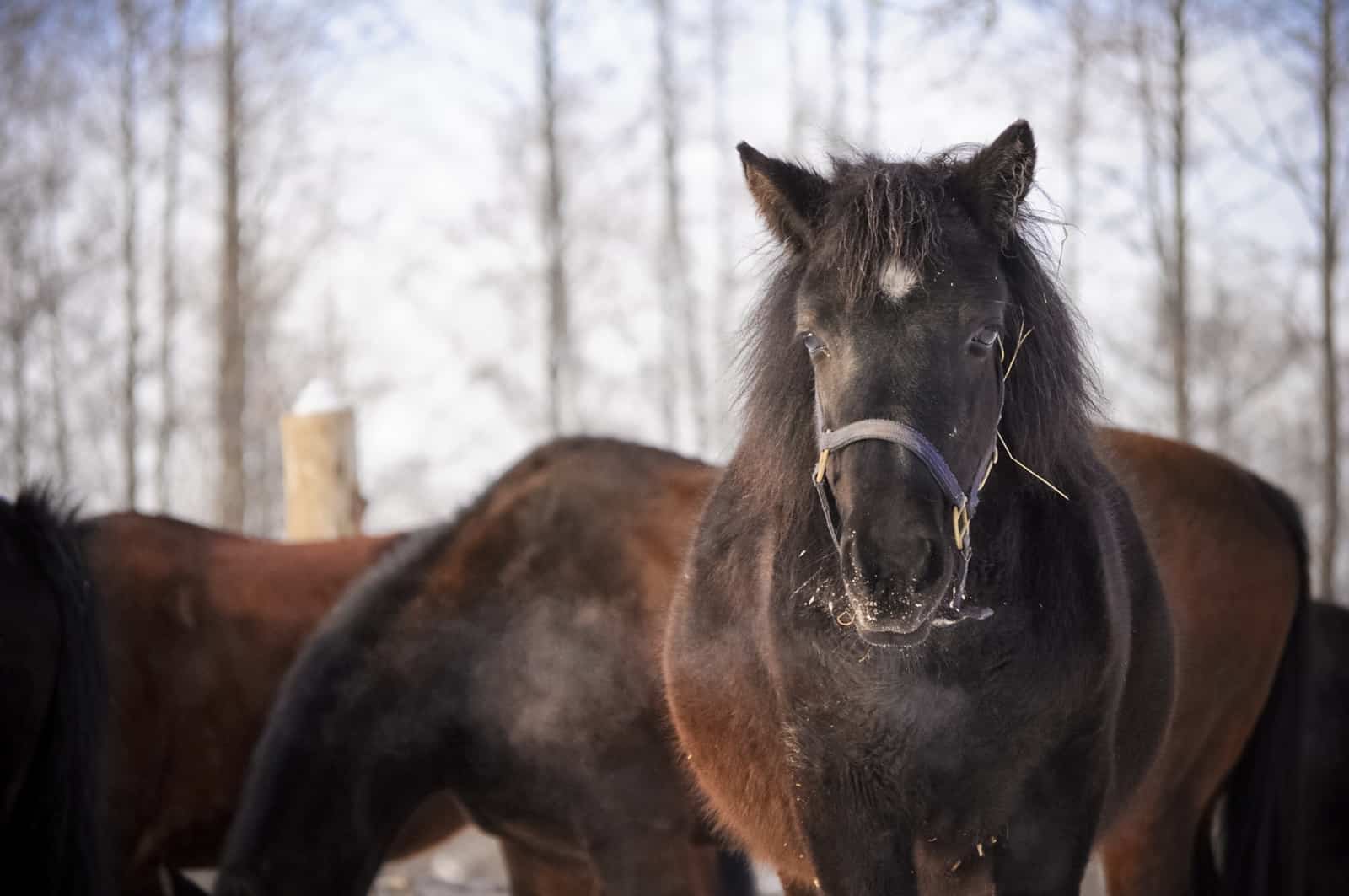 Winterizing Horses – The Horse