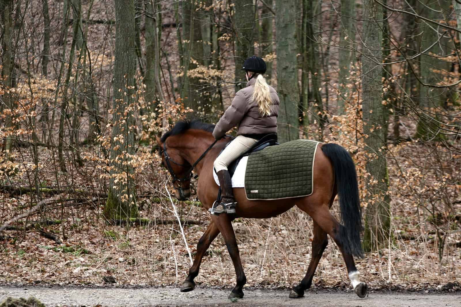 Conditioning Horses in Fall and Winter – The Horse