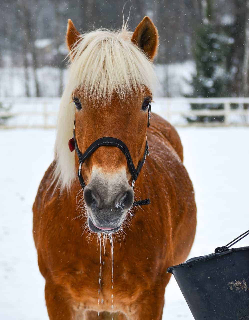 Chilly or Heat Water for Horses in Winter?