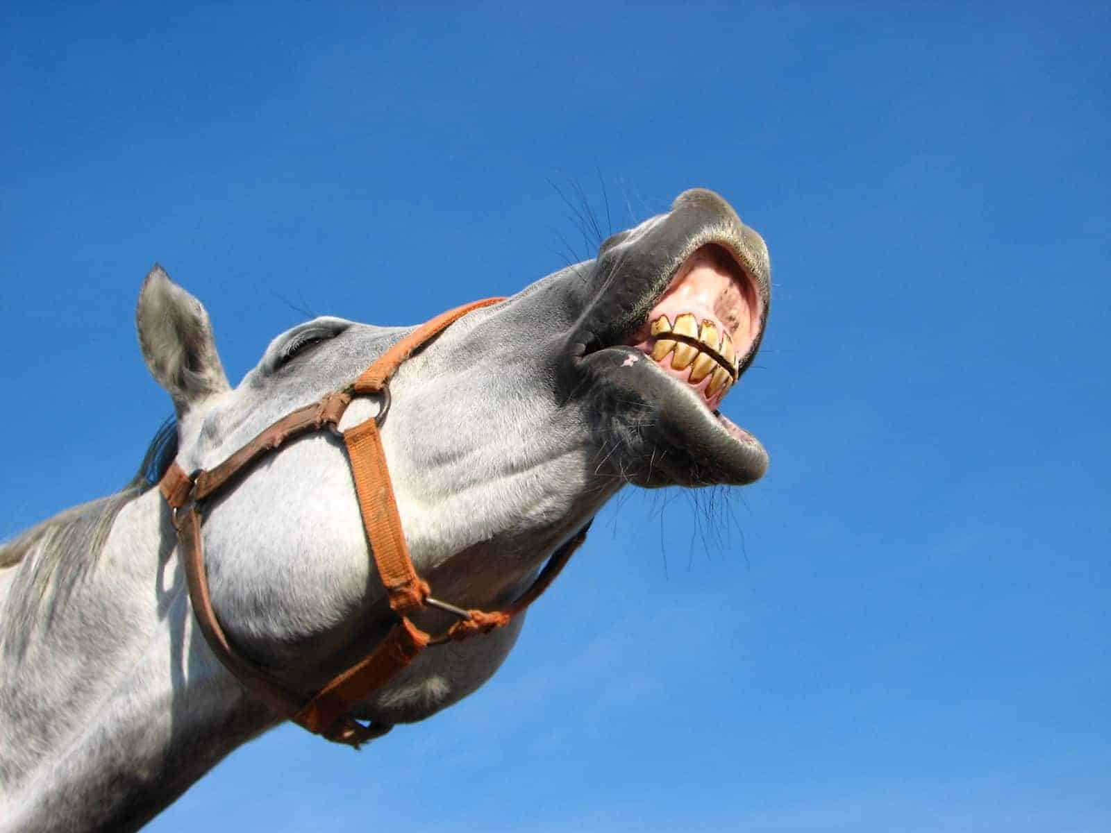 20 Issues Your Horse’s Enamel are Telling You – The Horse