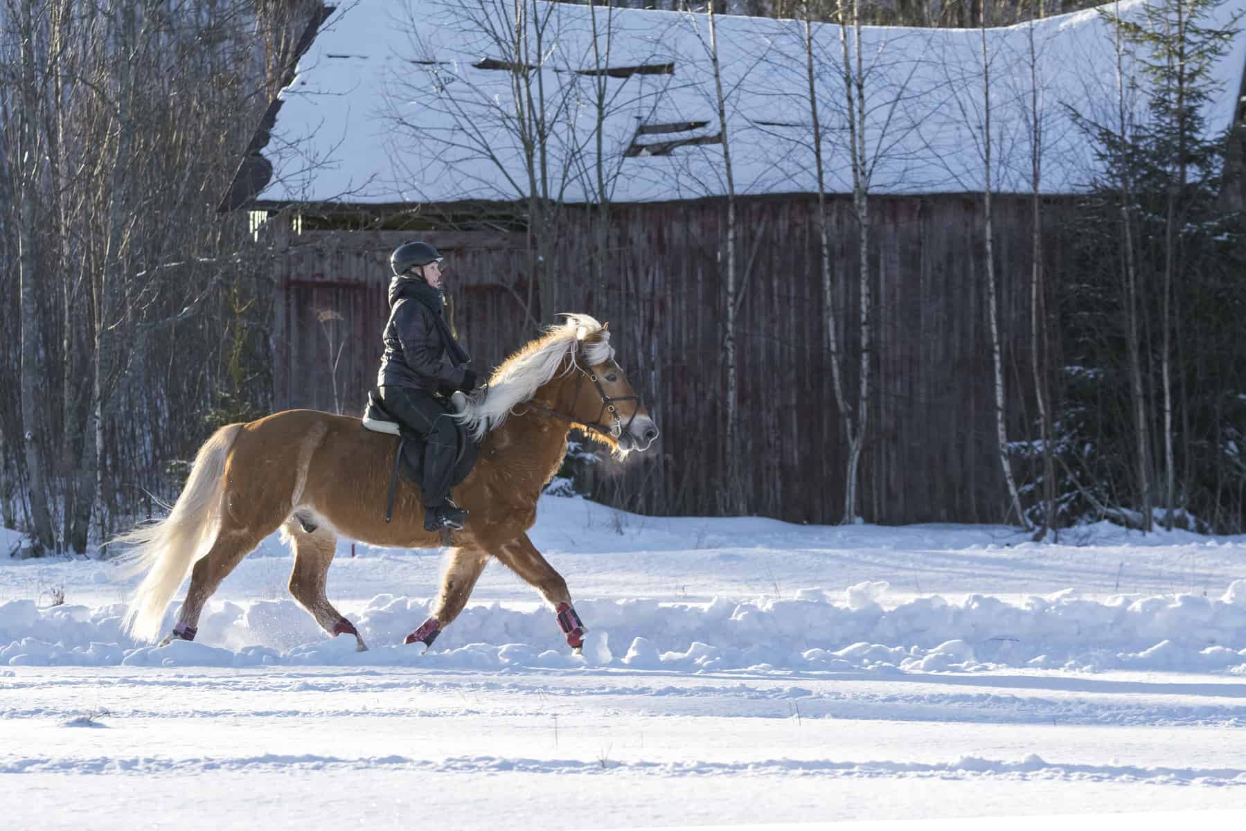 How one can Train Horses Safely in Chilly Climate – The Horse