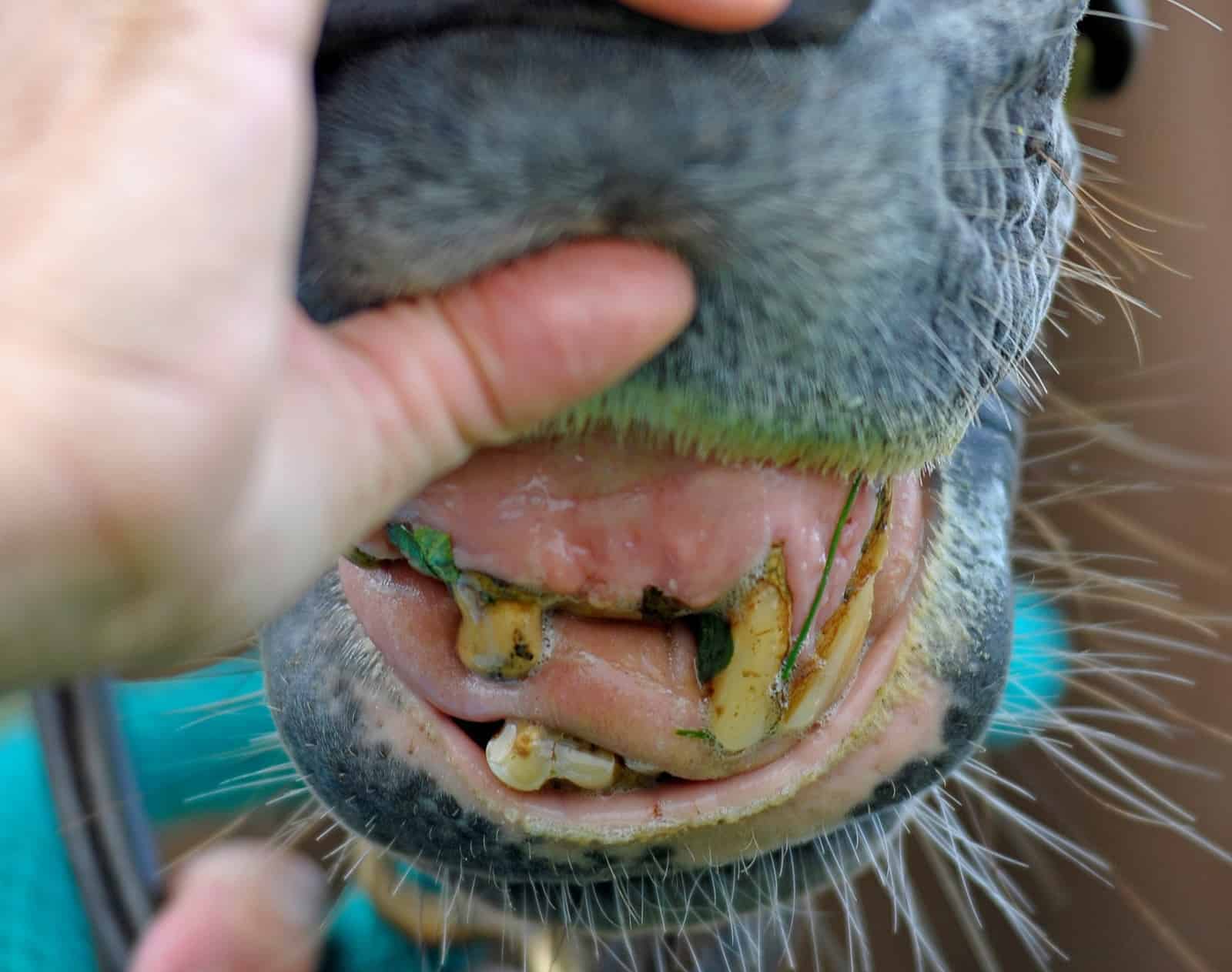 Senior Horse Dental Well being – The Horse